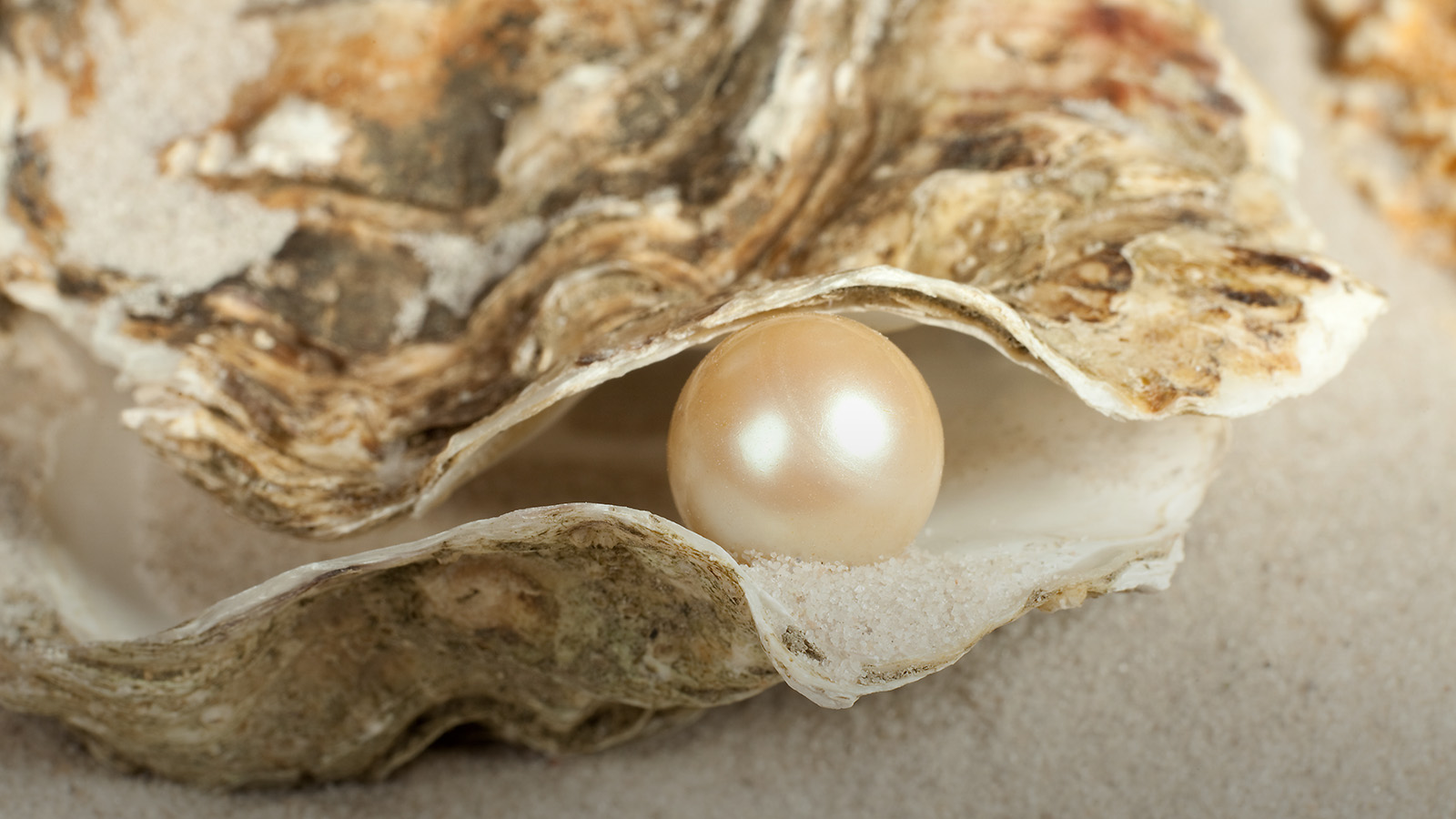 Discovery of Ancient Pearls That Are Very Valuable Today